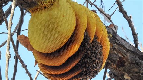 Honey Bees Create Nest On Branch 9News Com Honey Bees Create Nest On Branch 9News Com