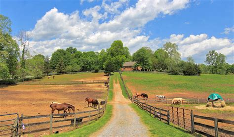 Horse Farms Near Me