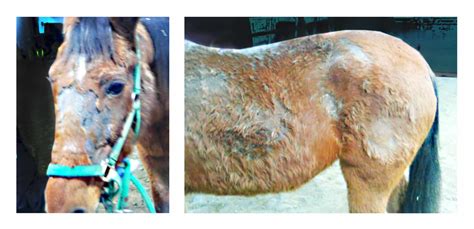 Horses And Rain Rot
