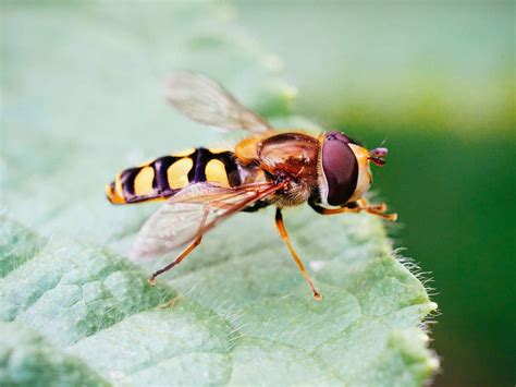 Hoverflies Are Your Secret Weapon Against Aphids And Other Pests Garden Betty