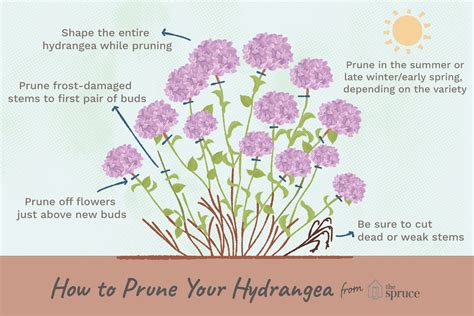 How Do You Prune Hydrangeas