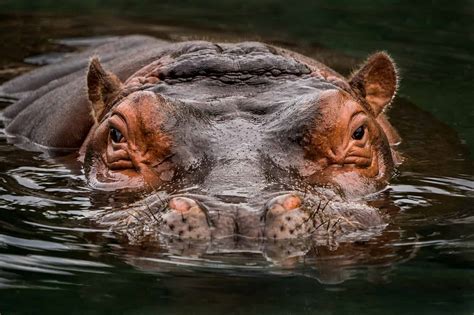How Long Can A Hippopotamus Hold Its Breath Underwater How Long Can A Hippopotamus Hold Its Breath Underwater