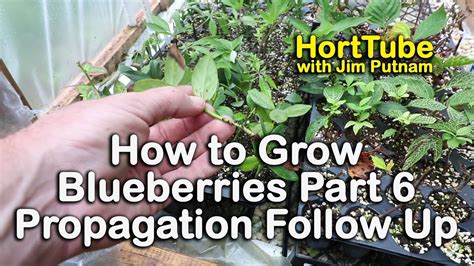 How To Grow Blueberry Bushes Part 6 Follow Up Video On Blueberry