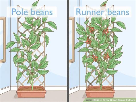 How To Grow Green Beans Indoors How To Grow Green Beans Indoors