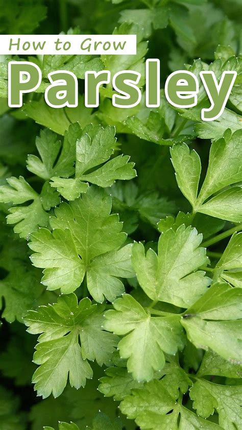 How To Grow Parsley Tips More How To Grow Parsley Tips More