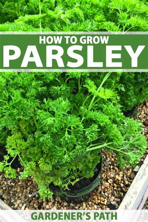 How To Grow Parsley How To Grow Parsley