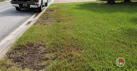 How To Identify Chinch Bugs And Chinch Bug Damage In St Augustine Grass How To Identify Chinch Bugs And Chinch Bug Damage In St Augustine Grass