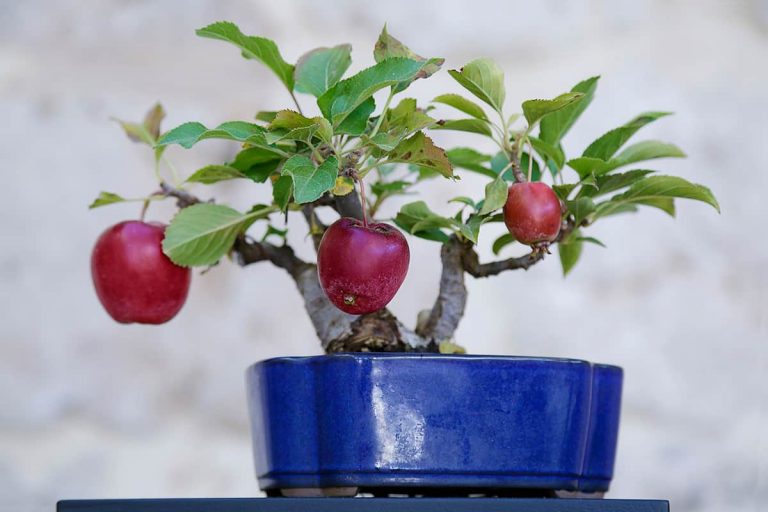 How To Plant And Grow Apple Trees From Seeds At Melinda Gray Blog