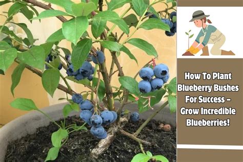 How To Plant Blueberry Bushes Grow Incredible Blueberries