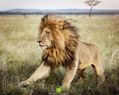 In Africa The Big Five Game Animals Are The African Lion African In Africa The Big Five Game Animals Are The African Lion African