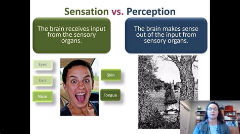Introductory Psychology Sensation Perception Bottom Up Vs Top Down Introductory Psychology Sensation Perception Bottom Up Vs Top Down