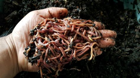 J1 European Nightcrawler Compost Fishing Worms 1 2 Lbs Real Worm W J1 European Nightcrawler Compost Fishing Worms 1 2 Lbs Real Worm W
