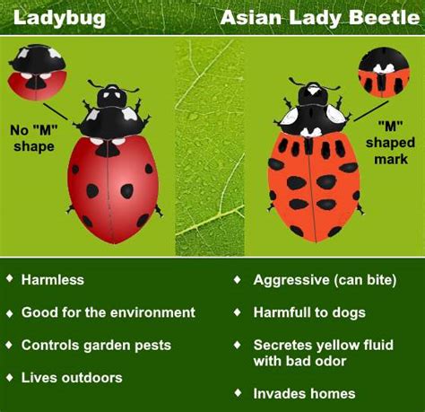 Ladybug Vs Lady Beetle