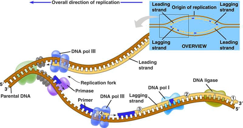 Leading Lagging Strand