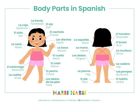 Learn 30 Body Parts In Spanish Free Printable Included Habbi Habbi Learn 30 Body Parts In Spanish Free Printable Included Habbi Habbi