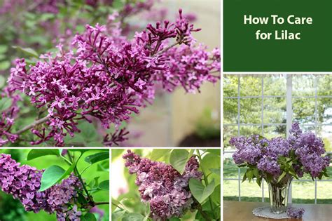 Lilac Maintenance Needs