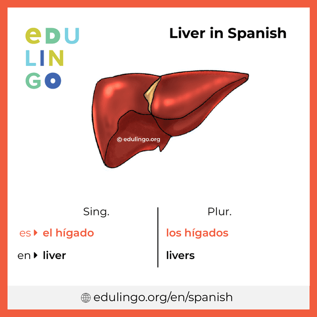 Liver In Spanish