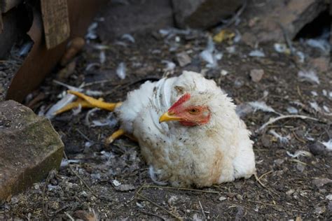 Marek's Disease In Chickens