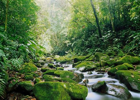 Monteverde Cloud Forest