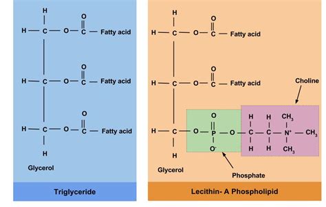 Name A Structural Difference Between Triglycerides And Phospholipids.