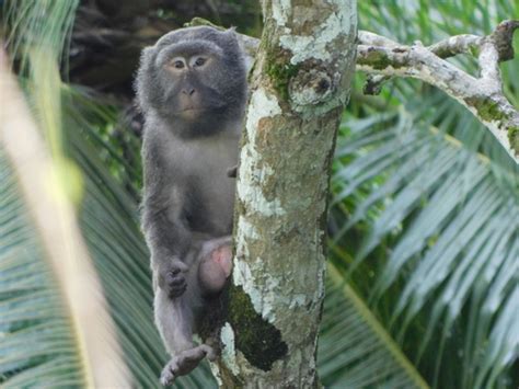 Nicobar Crab Eating Macaque Subspecies Macaca Fascicularis Umbrosus Inaturalist Nicobar Crab Eating Macaque Subspecies Macaca Fascicularis Umbrosus Inaturalist