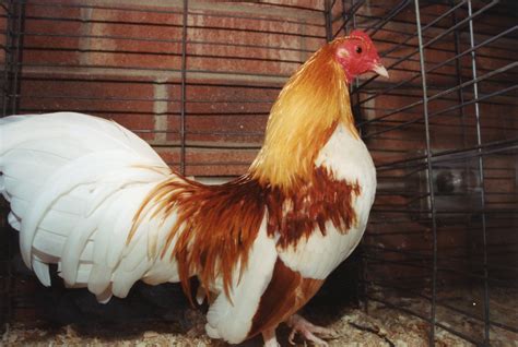 Old English Game Bantams For Sale