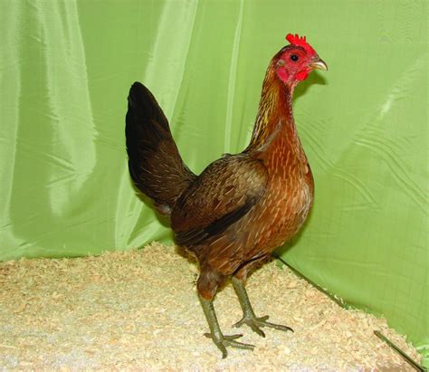 Old English Game Hen Information