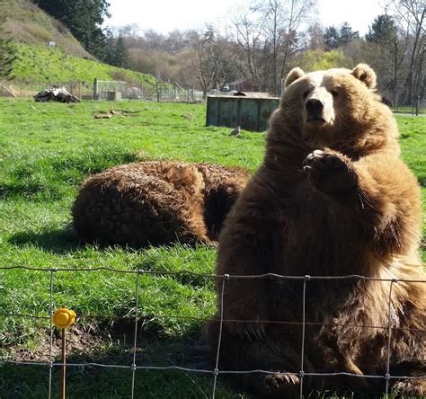 Olympic Game Farm Sequim 2020 All You Need To Know Before You Go