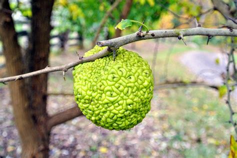 Osage Orange Tree