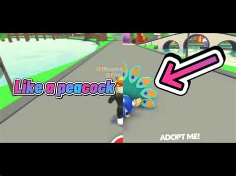 5 Playadop Tips