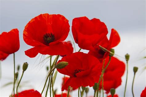 Poppy Flower Meaning And Symbolism In The Language Of Flowers Petal Poppy Flower Meaning And Symbolism In The Language Of Flowers Petal