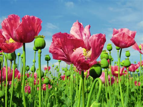 Poppy Poppy Flower Guide