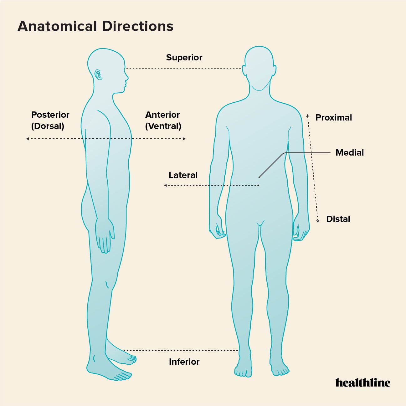 Ppt Anatomical Position Directions Regions Planes Cavities Ppt Anatomical Position Directions Regions Planes Cavities