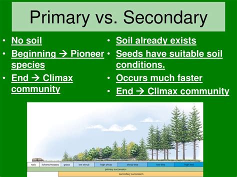 Primary Vs Secondary Succession