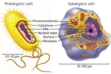 Prokaryotic And Eukaryotic Cells Ck 12 Foundation Prokaryotic And Eukaryotic Cells Ck 12 Foundation