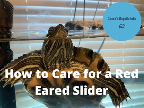 Red Ear Slider Care Info Red Ear Slider Care Info