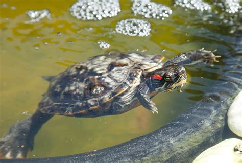 Red Eared Slider Pond Red Eared Slider Pond