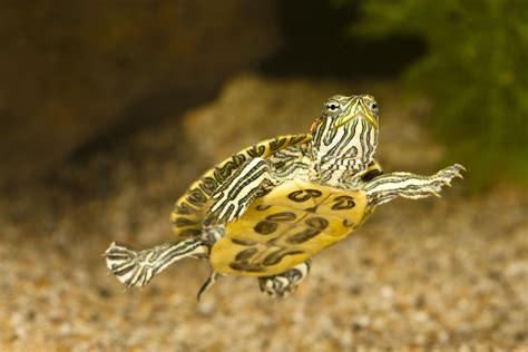 Red Eared Slider