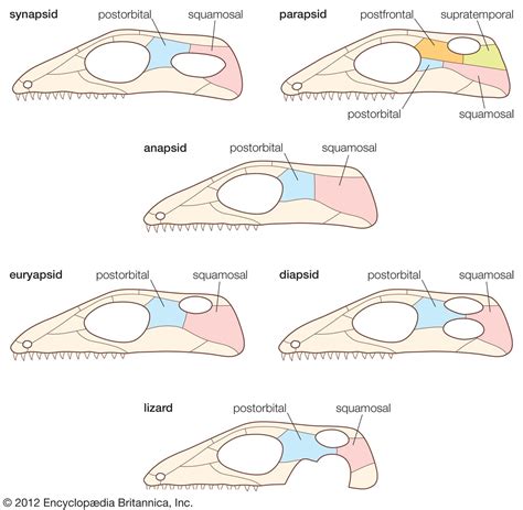 Reptile Skull Dentition Adaptations Britannica Reptile Skull Dentition Adaptations Britannica