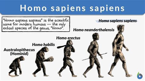 5 Saphiens Tips