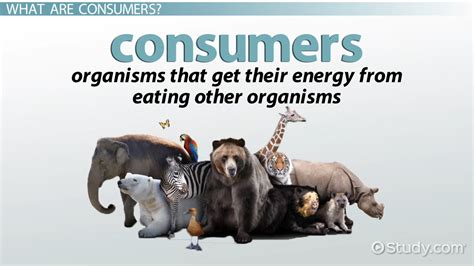 Scientific Consumer Definition