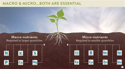 Stores Material Such As Nutrients