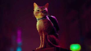 Stray What Is The Cat S Name Cultured Vultures Stray What Is The Cat S Name Cultured Vultures