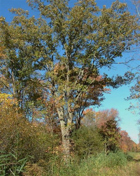 Swamp White Oak Lower Olentangy Urban Arboretum Swamp White Oak Lower Olentangy Urban Arboretum