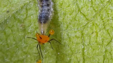 Syrphid Fly Hover Fly Larva Catching And Feeding On Aphids Syrphidae