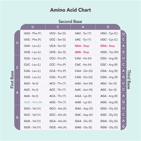 Table Of Amino Acids And Codons