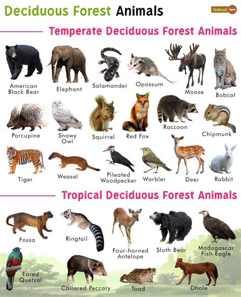 Temperate Forest Animals