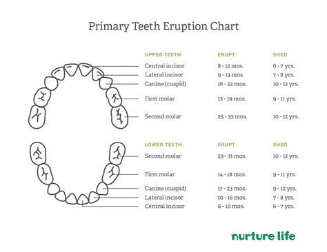 Tips For Dealing With Six Year Molars And Baby Teeth Loss Tips For Dealing With Six Year Molars And Baby Teeth Loss