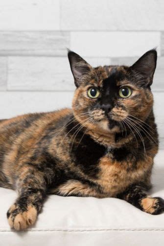 Tortoiseshell Cat Breed Information Images Characteristics Health Tortoiseshell Cat Breed Information Images Characteristics Health