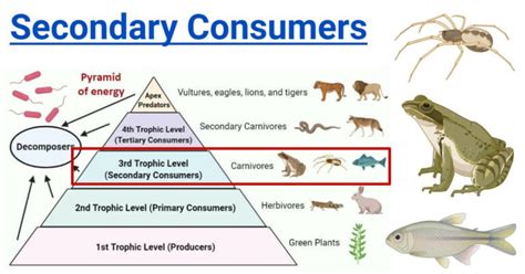 Understanding Secondary Consumers Roles Examples Understanding Secondary Consumers Roles Examples